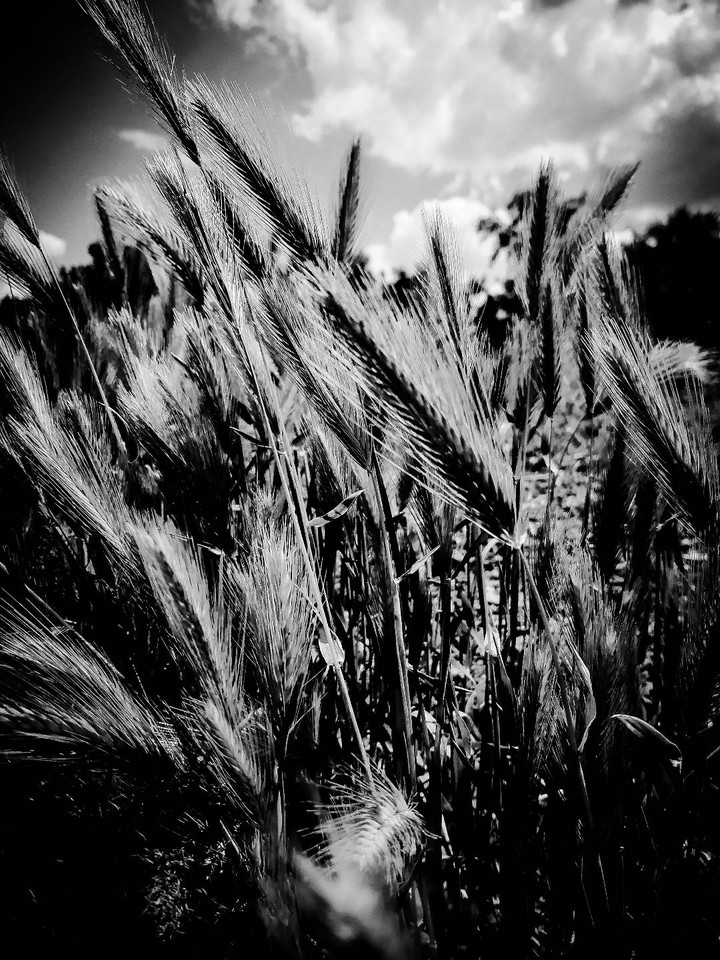 the reeds