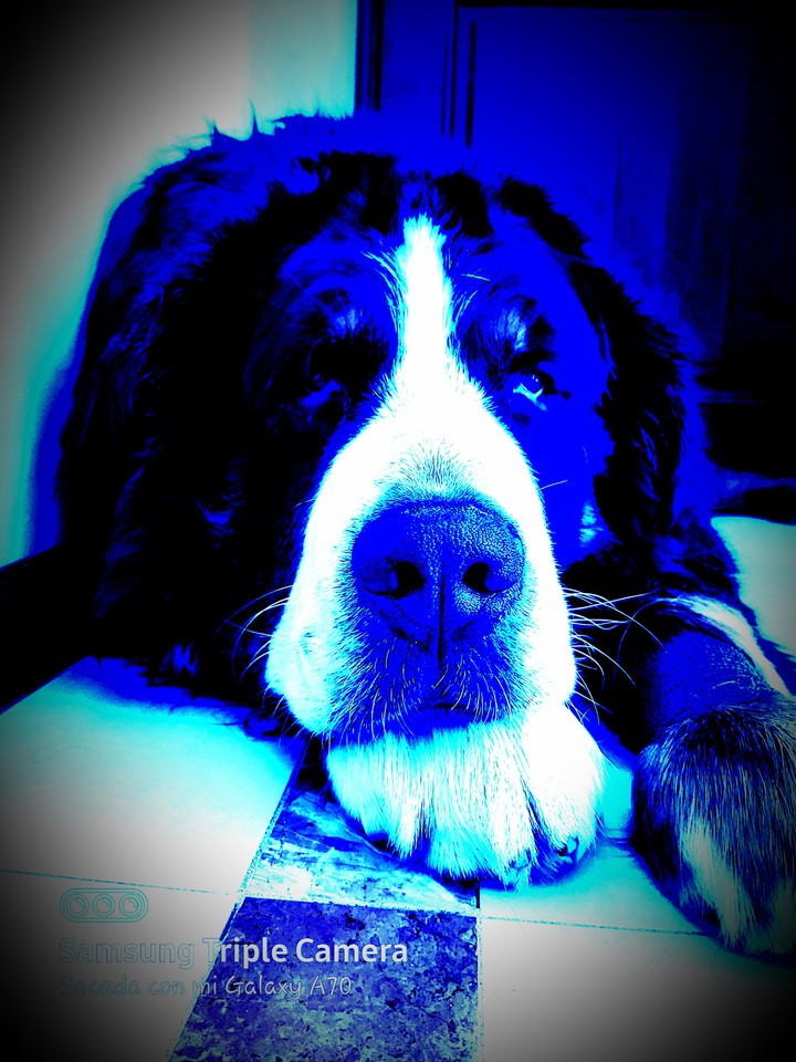BLUE COSMOS DOG