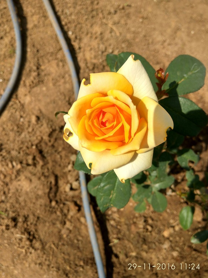 flower