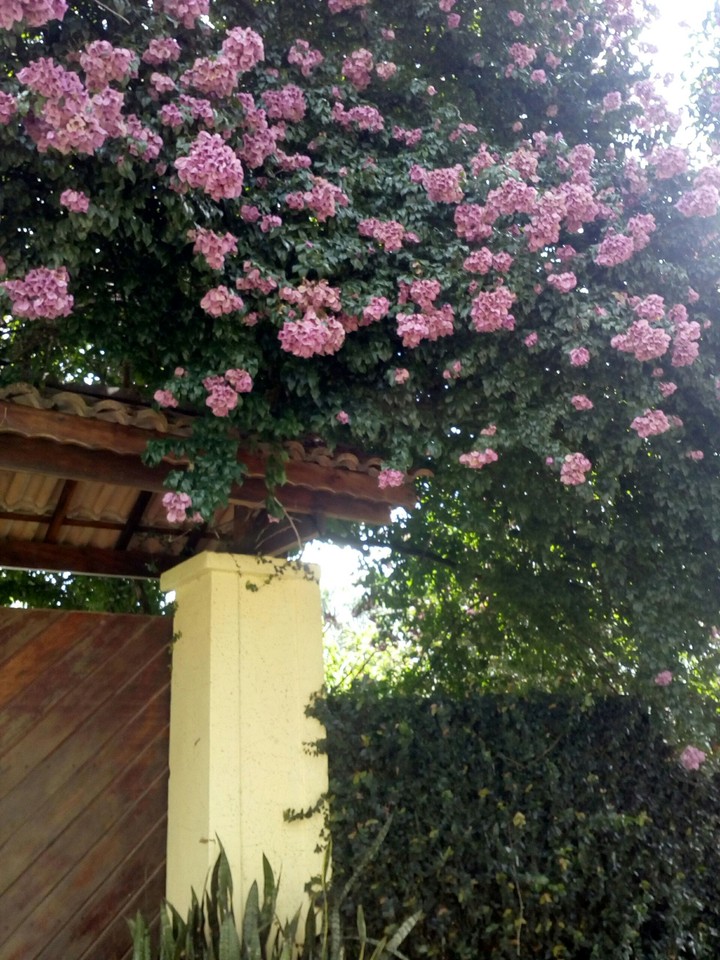 Perfeição da natureza...