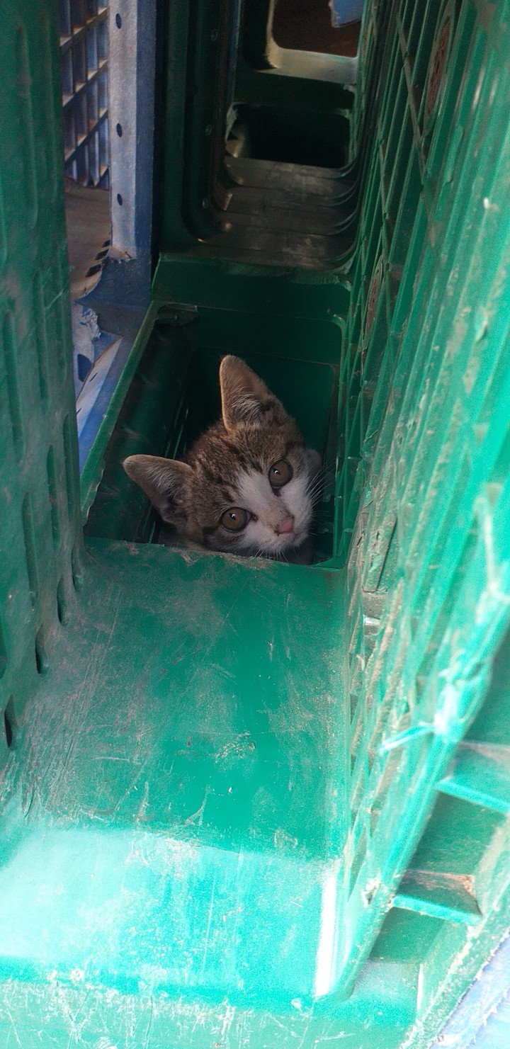 cat