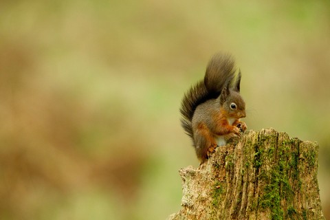 Squirrel, wood háttérképek