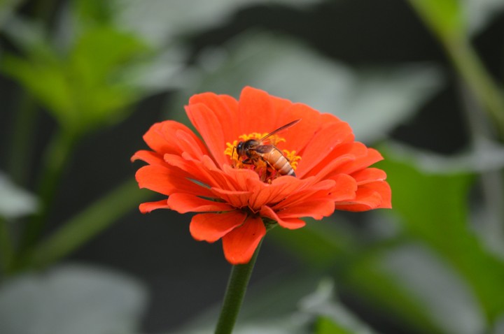 Honey bee over a flower