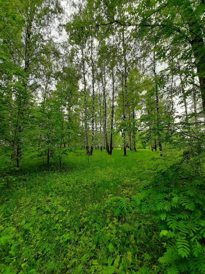 натура
