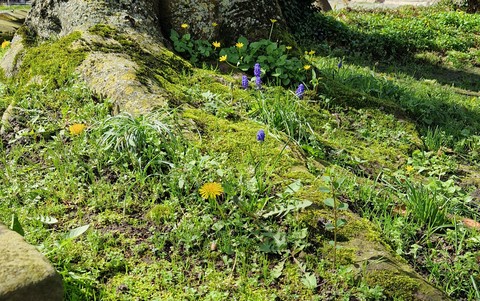 тапети plant, flower