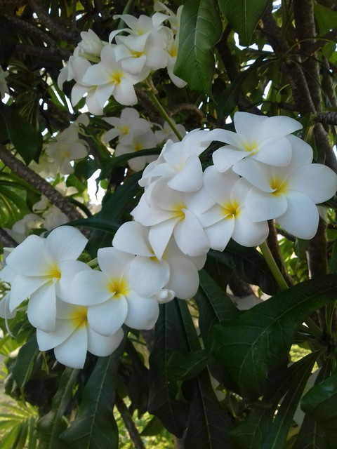 Jasmim do Caribe