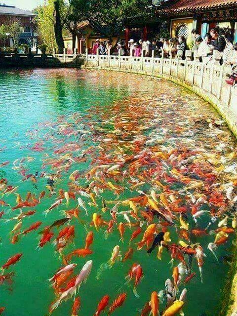 fish