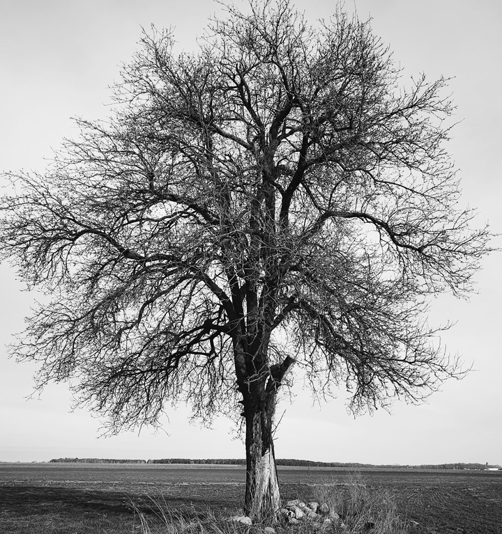 Tree in the middle of nowhere