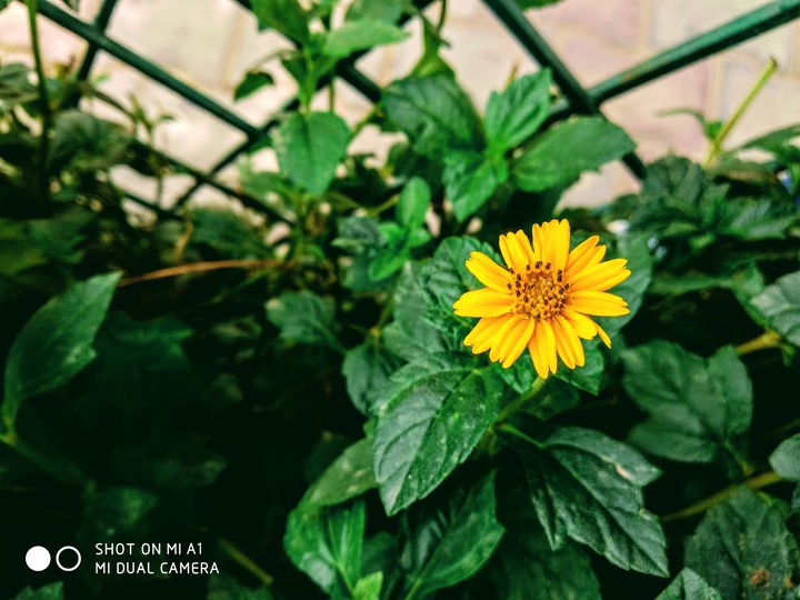 flower