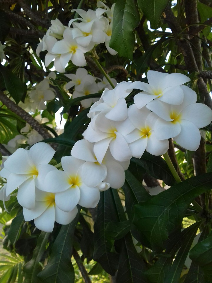 Jasmim do Caribe