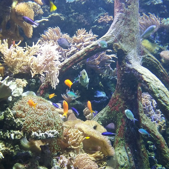 Fish