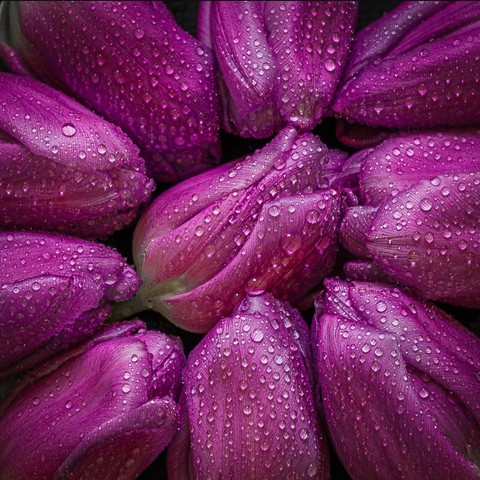 Tulips