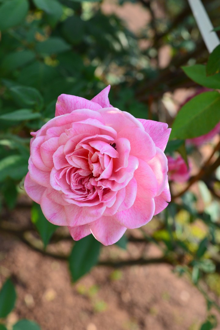 Pink Flower