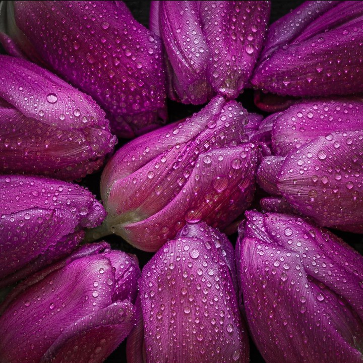 Tulips