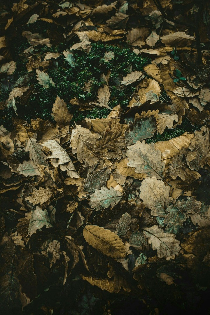 Leaves