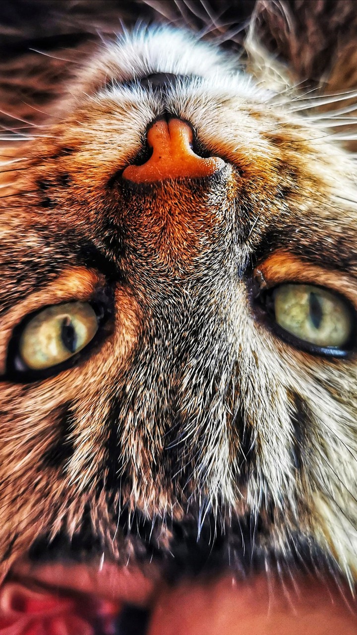 Nala my cat