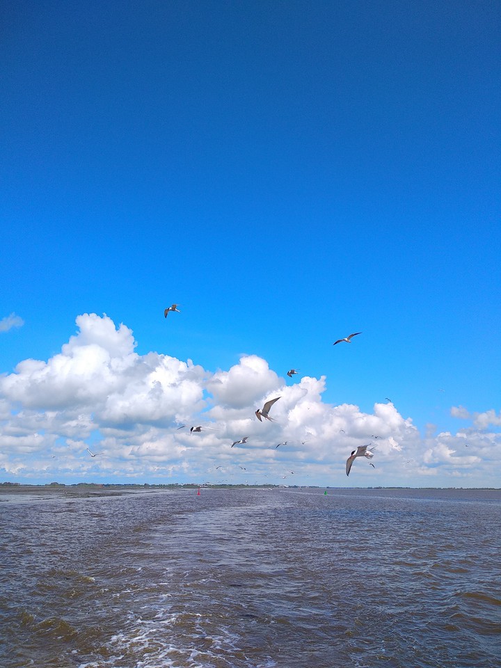 Seeschwalben