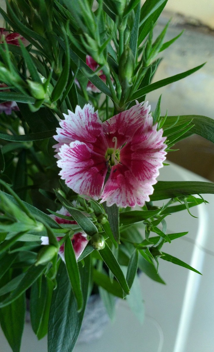 Indian pink