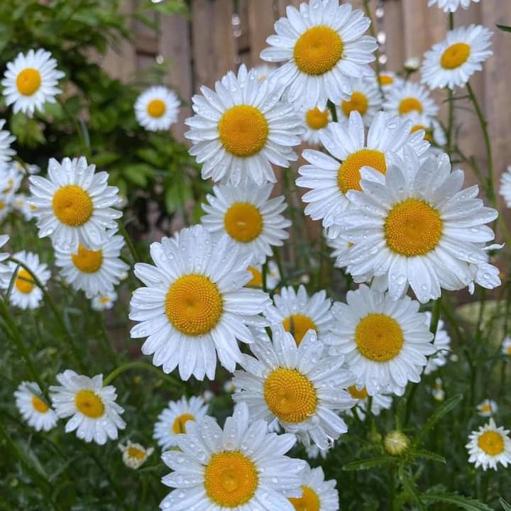 ღ✿◠‿◠✿ღ