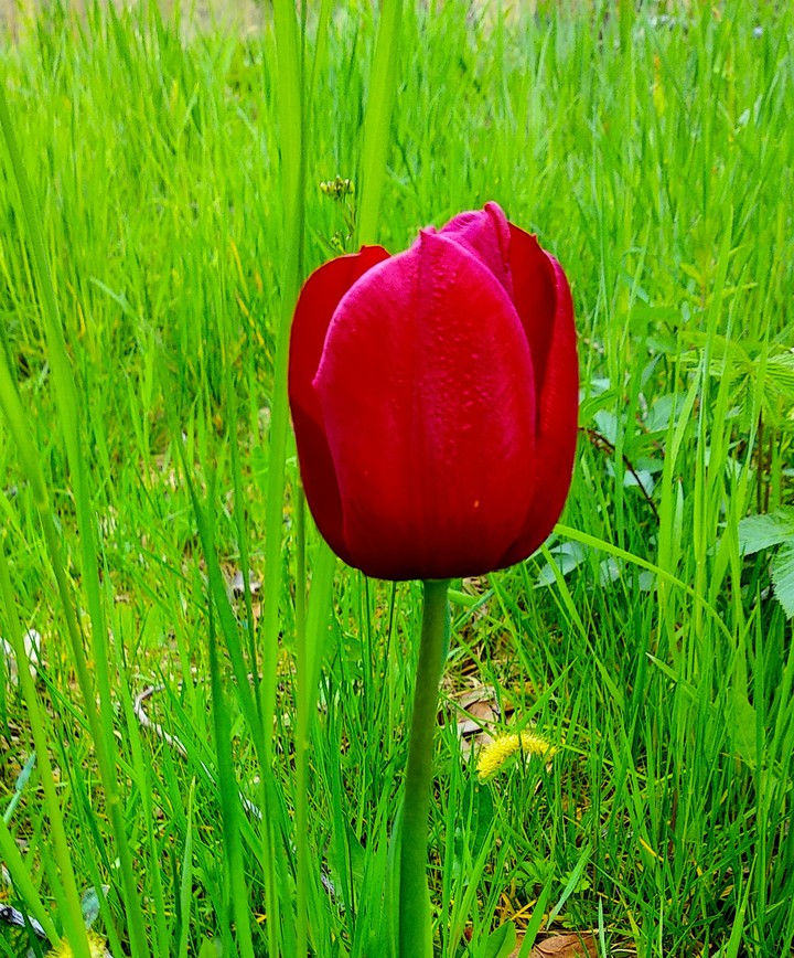 Tulpe