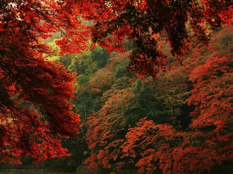 hình nền deciduous, autumn