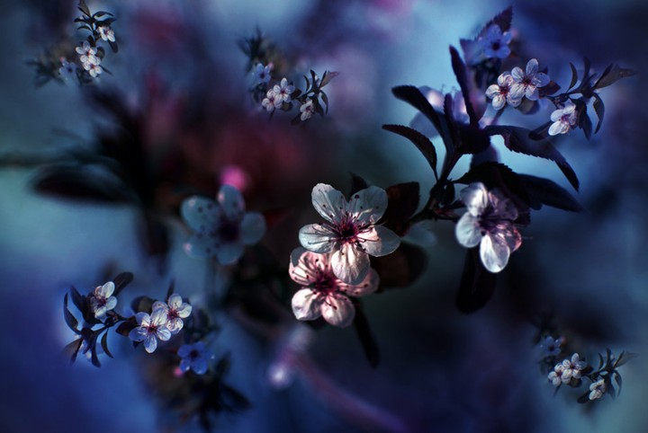 Bloom