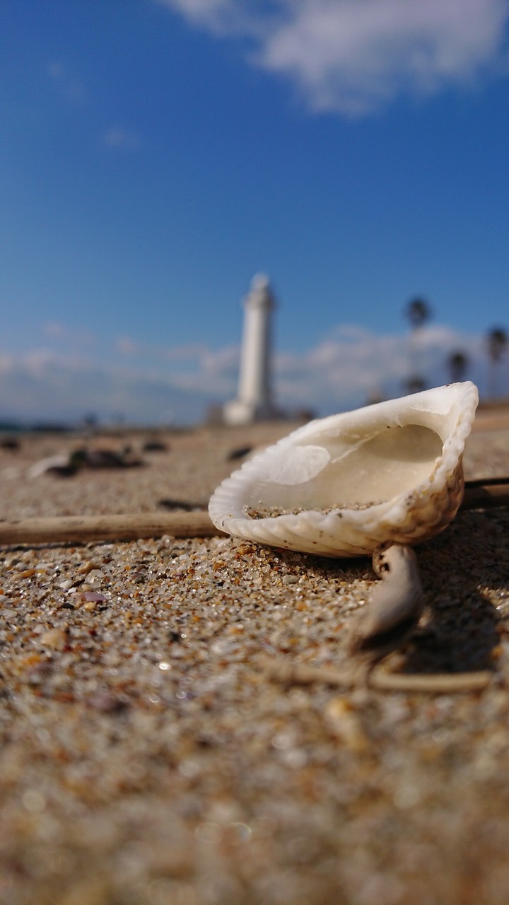 sea shell