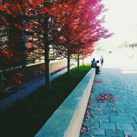 red fall