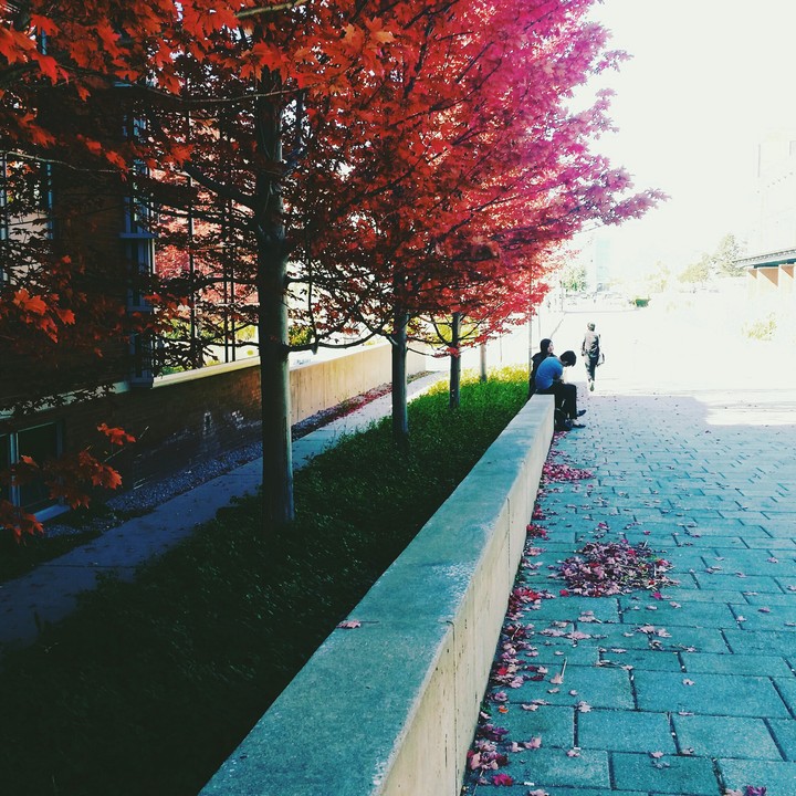 red fall