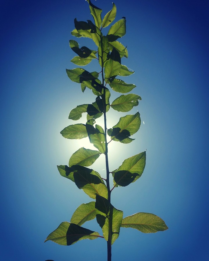 sun