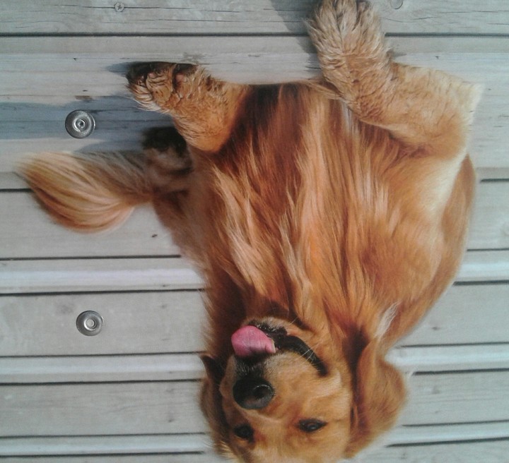Beautiful dog