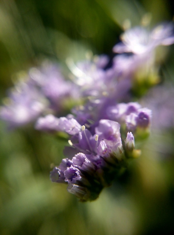 #purple