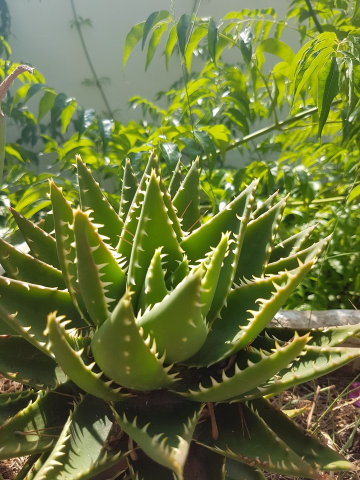 Aloe Vera