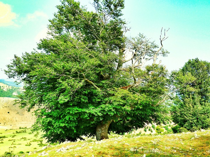 Strange tree