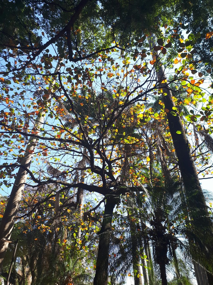 Trees of the city