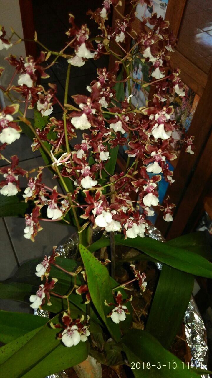 Orquídeas Chocolate