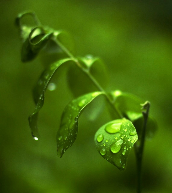 All green