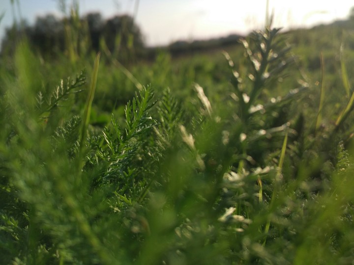 grass