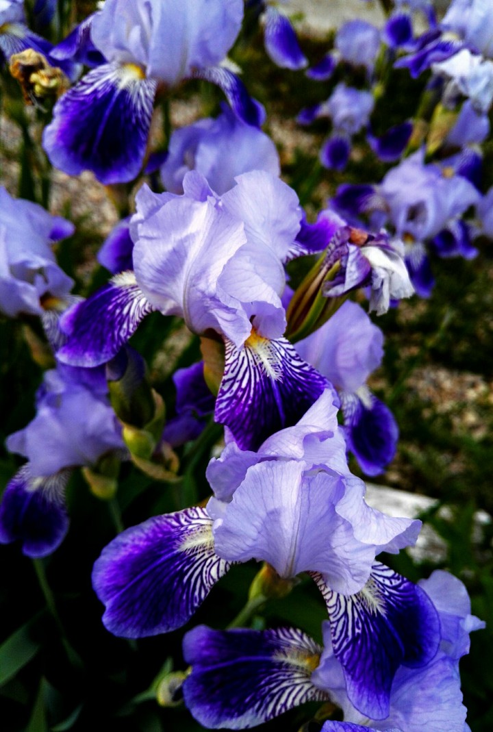 Iris