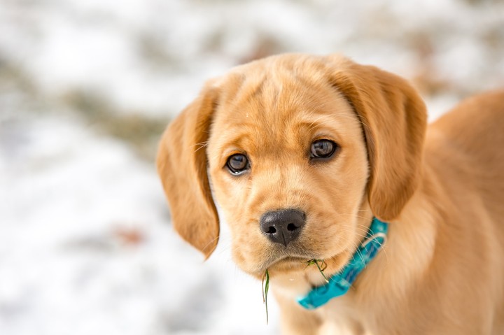 Dog