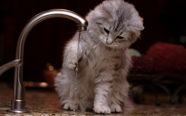 cat