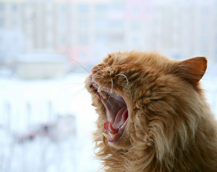 Red Cat
