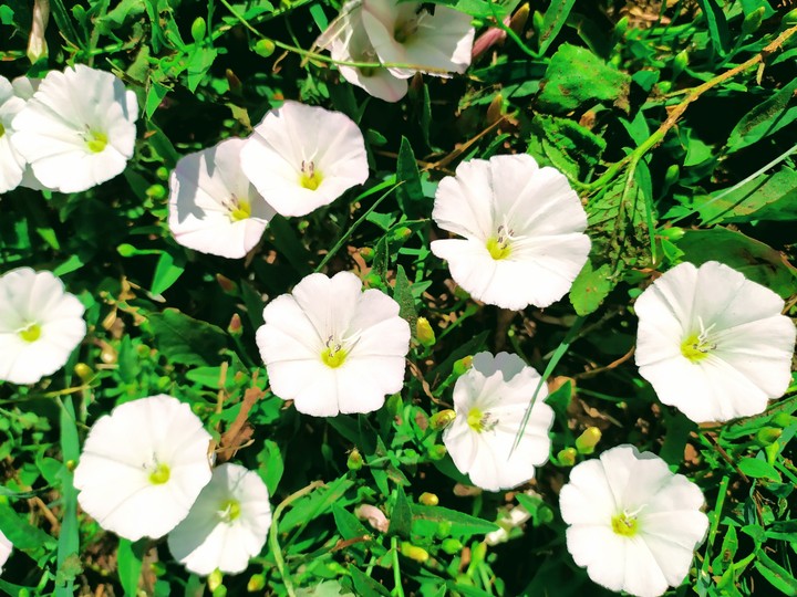 wildflowers