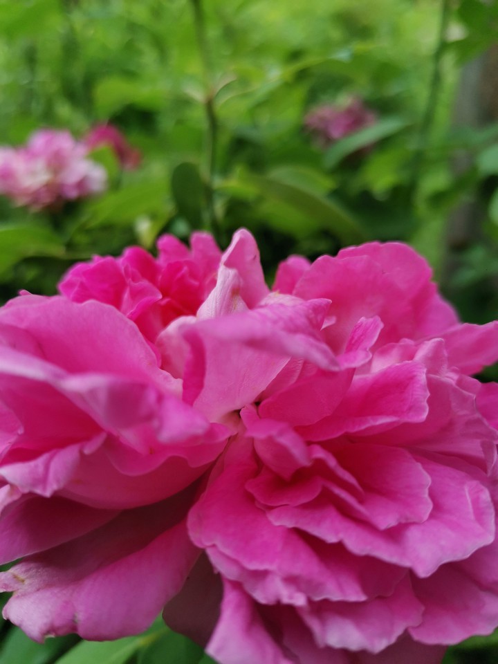 rose