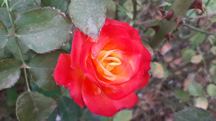 nice flower