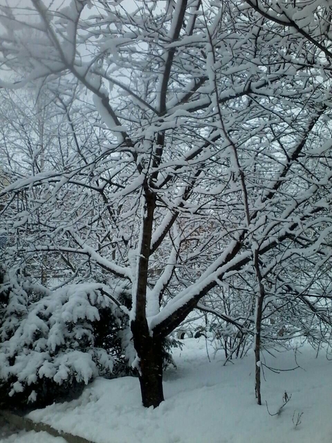 tree