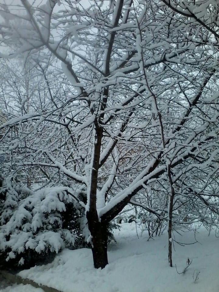 tree
