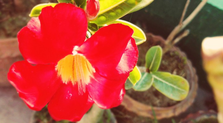 adenium