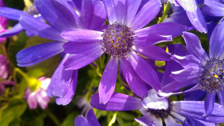purple