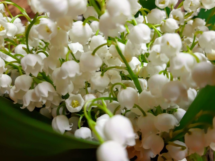 may-lily
